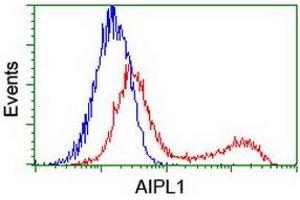 HEK293T cells transfected with either RC204079 overexpress plasmid (Red) or empty vector control plasmid (Blue) were immunostained by anti-AIPL1 antibody (ABIN2455043), and then analyzed by flow cytometry. (AIPL1 抗体)