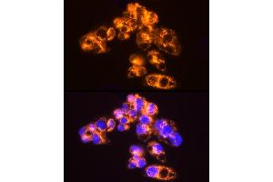Immunofluorescence analysis of HepG2 cells using [KO Validated]  Rabbit mAb (ABIN7265466) at dilution of 1:25 (40x lens). (Adenylate Kinase 2 抗体)