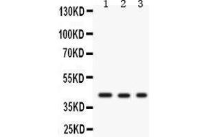 Western Blotting (WB) image for anti-Growth Associated Protein 43 (GAP43) (AA 216-238), (C-Term) antibody (ABIN3043685) (GAP43 抗体  (C-Term))