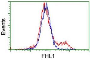 HEK293T cells transfected with either RC203478 overexpress plasmid (Red) or empty vector control plasmid (Blue) were immunostained by anti-FHL1 antibody (ABIN2453832), and then analyzed by flow cytometry. (FHL1 抗体)