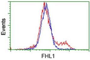 HEK293T cells transfected with either RC203478 overexpress plasmid (Red) or empty vector control plasmid (Blue) were immunostained by anti-FHL1 antibody (ABIN2453832), and then analyzed by flow cytometry. (FHL1 抗体)