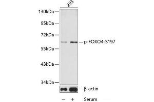 Western blot analysis of extracts from 293 cells using Phospho-FOXO4(S197) Polyclonal Antibody. (FOXO4 抗体  (pSer197))