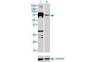Western blot analysis of C9orf96 over-expressed 293 cell line, cotransfected with C9orf96 Validated Chimera RNAi (Lane 2) or non-transfected control (Lane 1). (C9orf96 抗体  (AA 1-99))