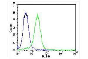 Overlay histogram showing Hela cells stained with (ABIN655904 and ABIN2845304) (green line). (WT1 抗体  (AA 346-375))