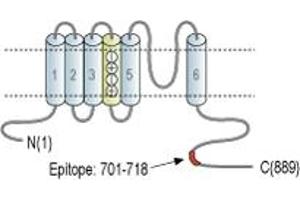 Representative domain view of the target of ABIN7885305.