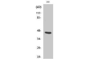 Western Blotting (WB) image for anti-Proteasome (Prosome, Macropain) 26S Subunit, Non-ATPase, 11 (PSMD11) (Internal Region) antibody (ABIN3180279) (PSMD11 抗体  (Internal Region))