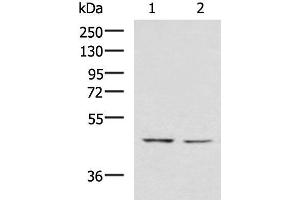 Western blot analysis of K562 and HT-29 cell lysates using LFNG Polyclonal Antibody at dilution of 1:900 (LFNG 抗体)