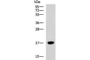 Western blot analysis of Human heart tissue lysate using C15orf40 Polyclonal Antibody at dilution of 1:400 (C15orf40 抗体)