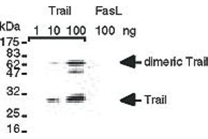 Detection of recombinant human TRAIL  but not of recombinant human FasL . (TRAIL 抗体  (AA 95-281))