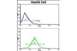 Flow cytometric analysis of HepG2 cells using GDH Antibody (C-term )(bottom histogram) compared to a negative control cell (top histogram). (GAPDH 抗体  (C-Term))