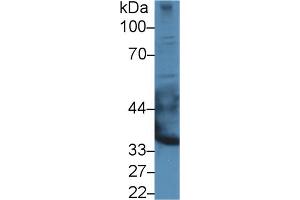 Western Blot; Sample: Rat Heart lysate; Primary Ab: 3µg/ml Rabbit Anti-Mouse EPYC Antibody Second Ab: 0.