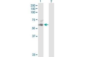 Western Blot analysis of SERPINF2 expression in transfected 293T cell line by SERPINF2 MaxPab polyclonal antibody. (alpha 2 Antiplasmin 抗体  (AA 1-491))