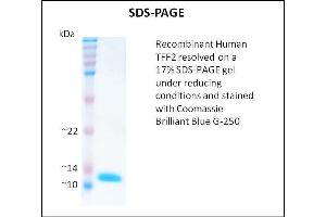 Trefoil Factor 2 Protein (TFF2)