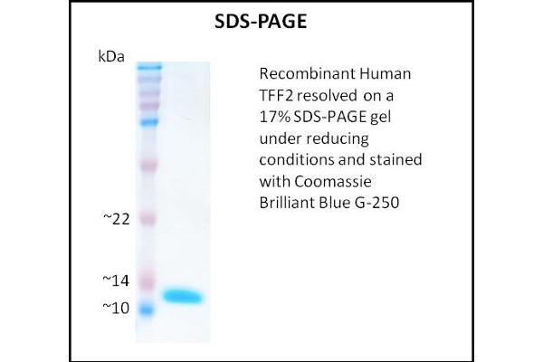 Trefoil Factor 2 Protein (TFF2)