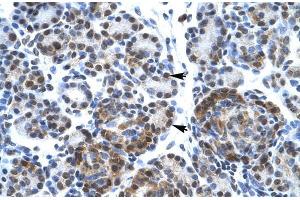 Human Pancreas; SUPT5H antibody - C-terminal region in Human Pancreas cells using Immunohistochemistry (SUPT5H 抗体  (C-Term))