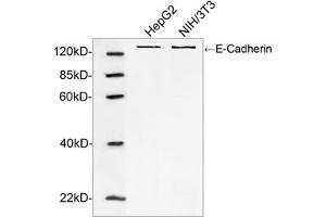 Western blot analysis of cell lysates using E-Cadherin Antibody (ABIN399088, 1 µg/mL) The signal was developed with IRDyeTM 800 Conjugated Goat Anti-Rabbit IgG. (E-cadherin 抗体  (AA 650-700))