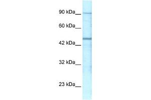 Western Blotting (WB) image for anti-gamma-aminobutyric Acid (GABA) A Receptor, pi (GABRP) (N-Term) antibody (ABIN2792265)