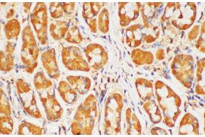 Immunohistochemistry of paraffin-embedded Human stomach using HRAS Polycloanl Antibody at dilution of 1:200 (HRAS 抗体)