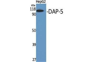 Western Blot (WB) analysis of specific cells using DAP-5 Polyclonal Antibody.