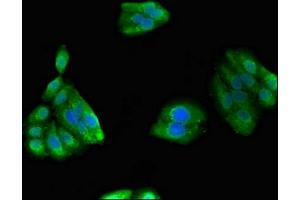Immunofluorescent analysis of HepG2 cells using ABIN7162738 at dilution of 1:100 and Alexa Fluor 488-congugated AffiniPure Goat Anti-Rabbit IgG(H+L) (GIPC1 抗体  (AA 7-74))