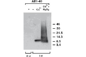Western Blot analysis of dityrosine-cross-linked human Amyloid-p. (Dityrosine 抗体)