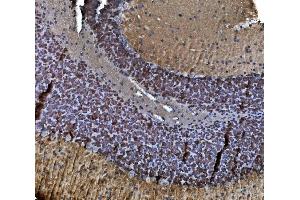 IHC analysis of TORC1/CRTC1 using anti-TORC1/CRTC1 antibody (ABIN7602801).