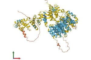 Protein Structure (PS) image for Proteasome (Prosome, Macropain) 26S Subunit, Non-ATPase, 2 (PSMD2) (AA 1-908) protein (His tag) (ABIN7564746)