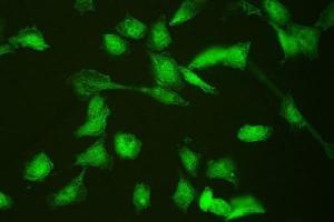 IF analysis of HSPA2 using anti-HSPA2 antibody (ABIN3043850). (HSPA2 抗体  (C-Term))