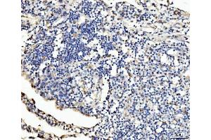 IHC analysis of PLD3 using anti-PLD3 antibody (ABIN7599439).