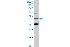 Western Blotting (WB) image for anti-BarH-Like Homeobox 1 (BARHL1) (AA 55-154) antibody (ABIN527971)