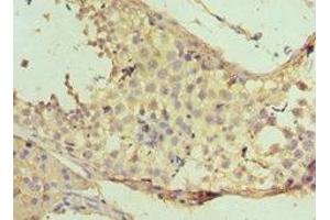 Immunohistochemistry of paraffin-embedded human testis tissue using ABIN7160732 at dilution of 1:100 (PTPDC1 抗体  (AA 161-235))