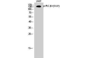 Western Blotting (WB) image for anti-phospholipase C, beta 3 (Phosphatidylinositol-Specific) (PLCB3) (pSer537) antibody (ABIN3179674) (PLCB3 抗体  (pSer537))