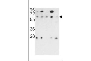 Western blot analysis of PR48 antibody (N-term) (ABIN392195 and ABIN2841900) in 293, NCI-, Hela, K562 and HL60 cell line lysates (35 μg/lane). (PPP2R3B 抗体  (N-Term))