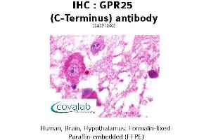 Image no. 1 for anti-G Protein-Coupled Receptor 25 (GPR25) (C-Term) antibody (ABIN1735034) (GPR25 抗体  (C-Term))