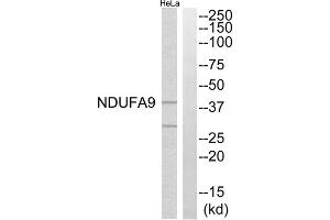 Western blot analysis of extracts from HeLa cells, using NDUFA9 antibody. (NDUFA9 抗体  (Internal Region))