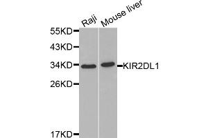 Western blot analysis of extracts of various cell lines, using KIR2DL1 antibody (ABIN3212243) at 1/1000 dilution.