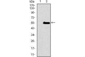Western Blotting (WB) image for anti-Inner Centromere Protein Antigens 135/155kDa (INCENP) (AA 369-583) antibody (ABIN1844019)