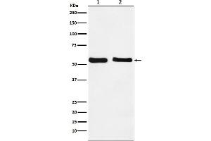 Western blot analysis of KLF10 expression in (1) HepG2 cell lysate, (2) NIH/3T3 cell lysate.
