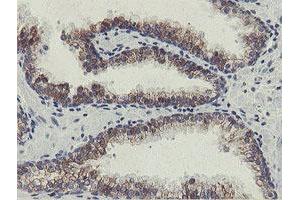 Image no. 7 for anti-Src-like-adaptor 2 (SLA2) antibody (ABIN1500946)
