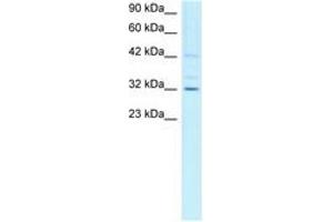 Image no. 1 for anti-Cyclin H (CCNH) (C-Term) antibody (ABIN202241) (Cyclin H 抗体  (C-Term))