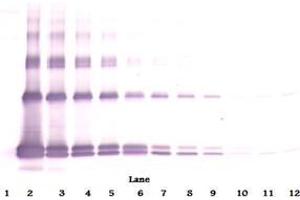 Western Blotting (WB) image for anti-Interleukin 33 (IL33) antibody (Biotin) (ABIN1449496)