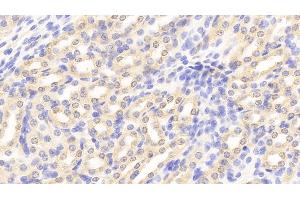 Immunohistochemistry (IHC) image for anti-phosphohistidine Phosphatase 1 (PHPT1) (AA 1-124) antibody (ABIN7437653)