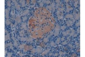 Detection of AMH in Rat Pancreas Tissue using Polyclonal Antibody to Anti-Mullerian Hormone (AMH)