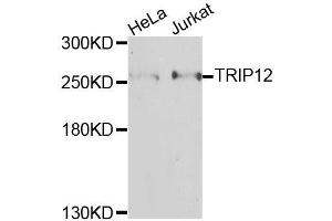 Western blot analysis of extracts of various cell lines, using TRIP12 antibody (ABIN6003666) at 1/1000 dilution. (TRIP12 抗体)