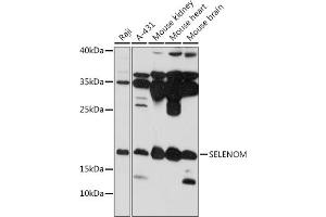 Western blot analysis of extracts of various cell lines, using SELENOM antibody (ABIN7270195) at 1:1000 dilution. (SELM 抗体  (AA 50-130))