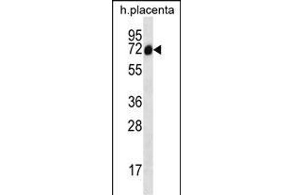 Sclt1 抗体  (C-Term)