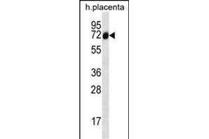 SCLT1 Antibody (C-term) (ABIN656866 and ABIN2846070) western blot analysis in human placenta tissue lysates (35 μg/lane). (Sclt1 抗体  (C-Term))