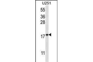 EIF1AY Antibody (N-term) (ABIN657081 and ABIN2846242) western blot analysis in  cell line lysates (35 μg/lane). (EIF1AY 抗体  (N-Term))