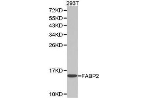 Western blot analysis of extracts of 293T cell lines, using FABP2 antibody. (FABP2 抗体  (AA 1-132))