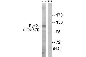 Western Blotting (WB) image for anti-PTK2B Protein tyrosine Kinase 2 beta (PTK2B) (pTyr579) antibody (ABIN1847712) (PTK2B 抗体  (pTyr579))